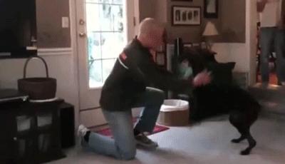 狗狗跟主人疯闹兴奋又扑又咬,狗狗不凶它它就不听话怎么办