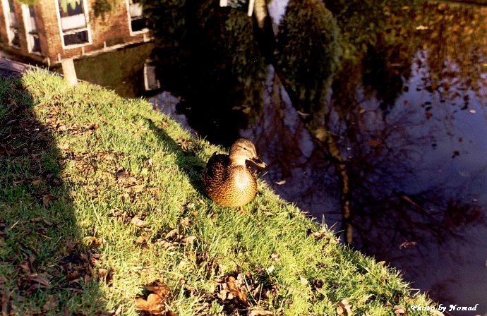 水乡羊角村,荷兰最美羊角村