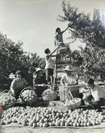生产队的乡土散文,乡土散文生产队里打平伙