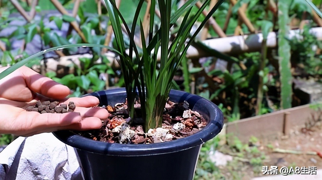 兰花蕙兰绝品传奇,每日一品茶叶