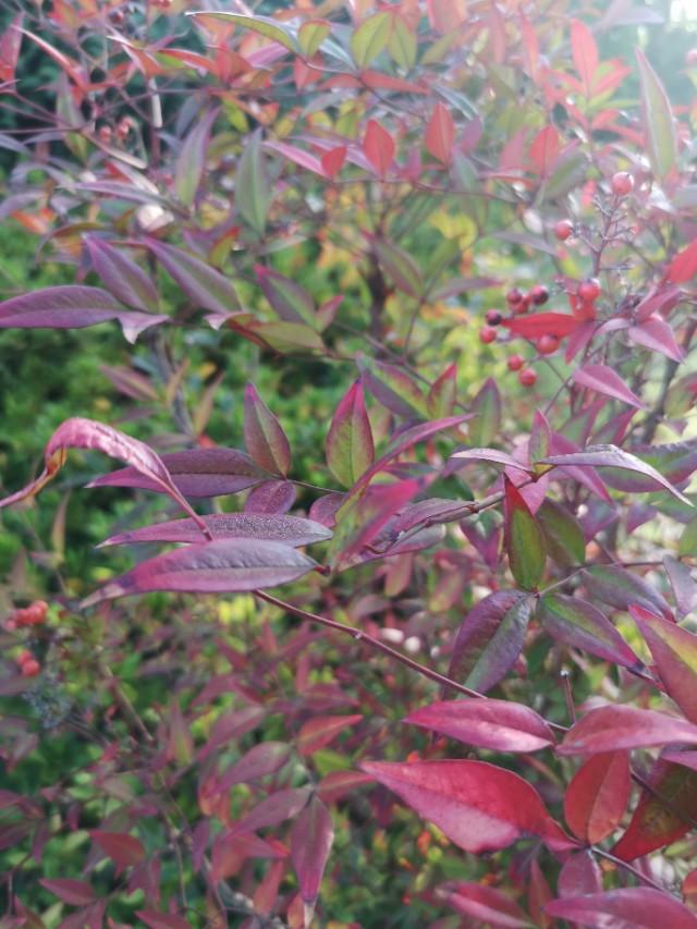 诗意栖居江南,诗意水乡周庄