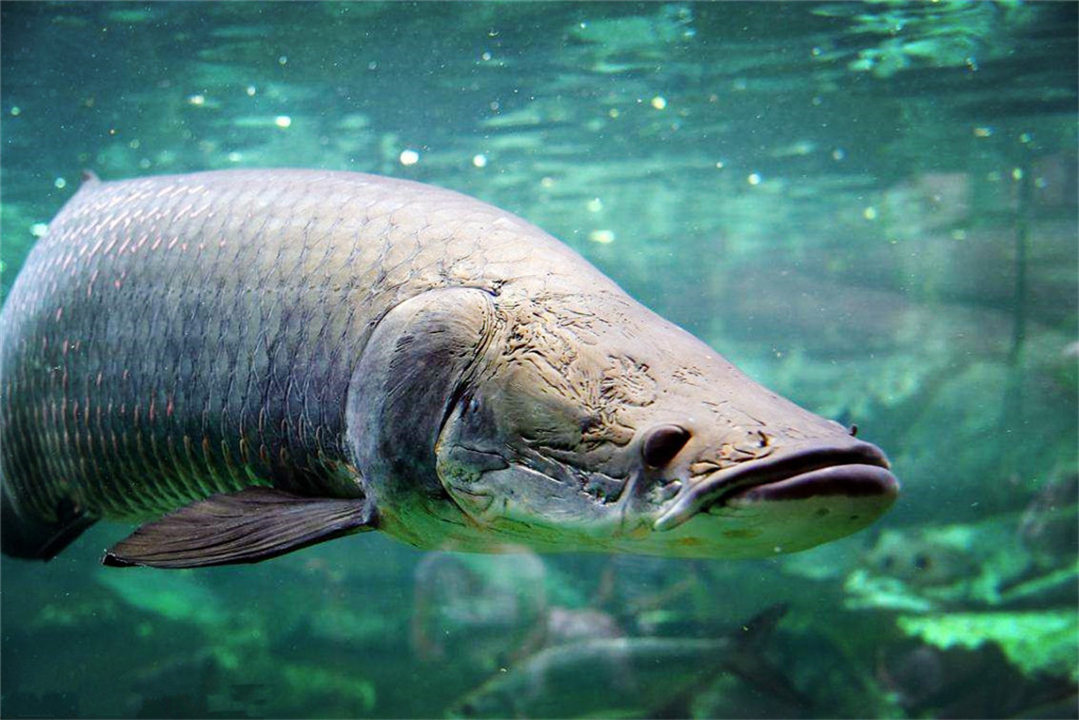 亚马逊河与长江相比厉害在哪？为什么说它可怕，没人敢下河游泳？