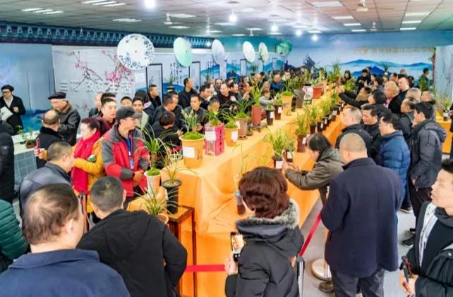 最贵的蕙兰多少钱一只,最便宜的蕙兰多少钱一株