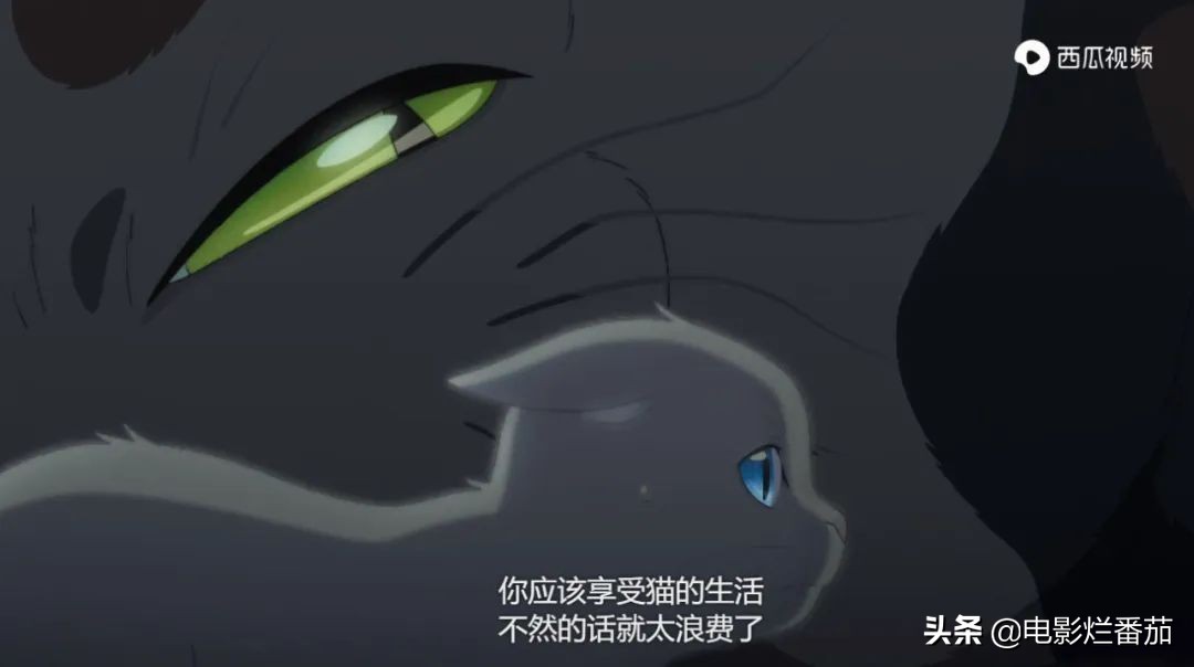 这部温情的撸猫片,让我哭得溃不成军,这是全世界猫*党**的胜利