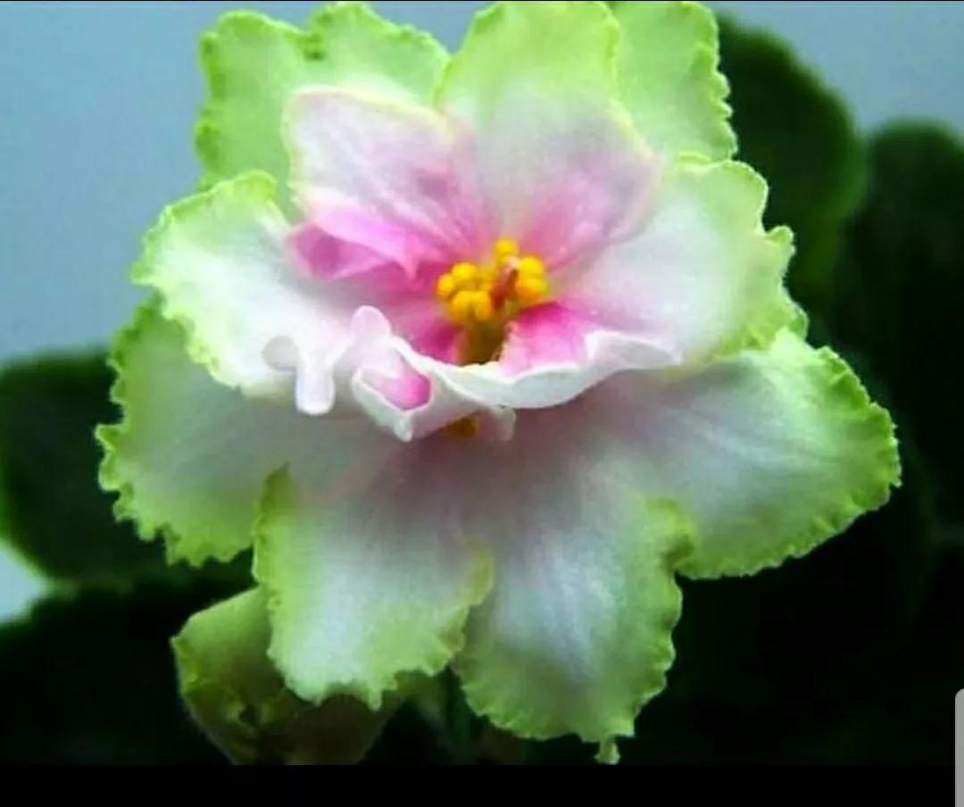 芳踪难觅濒危花!清新治愈篇:沙漠高原是吾家,豹子花的春天来了