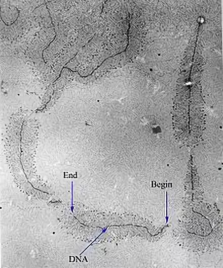 吃了毒蘑菇只会上吐下泻?这株“毁灭天使”让你成为活死人