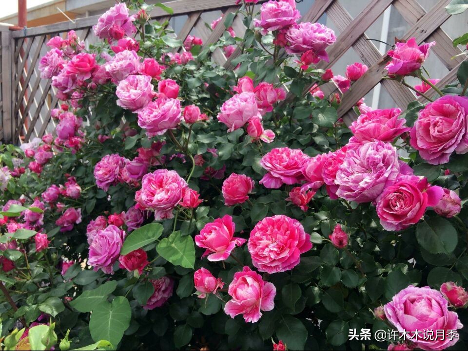 网购月季应该怎么种植?月季移栽后出现黄叶、枯萎是什么原因呢?