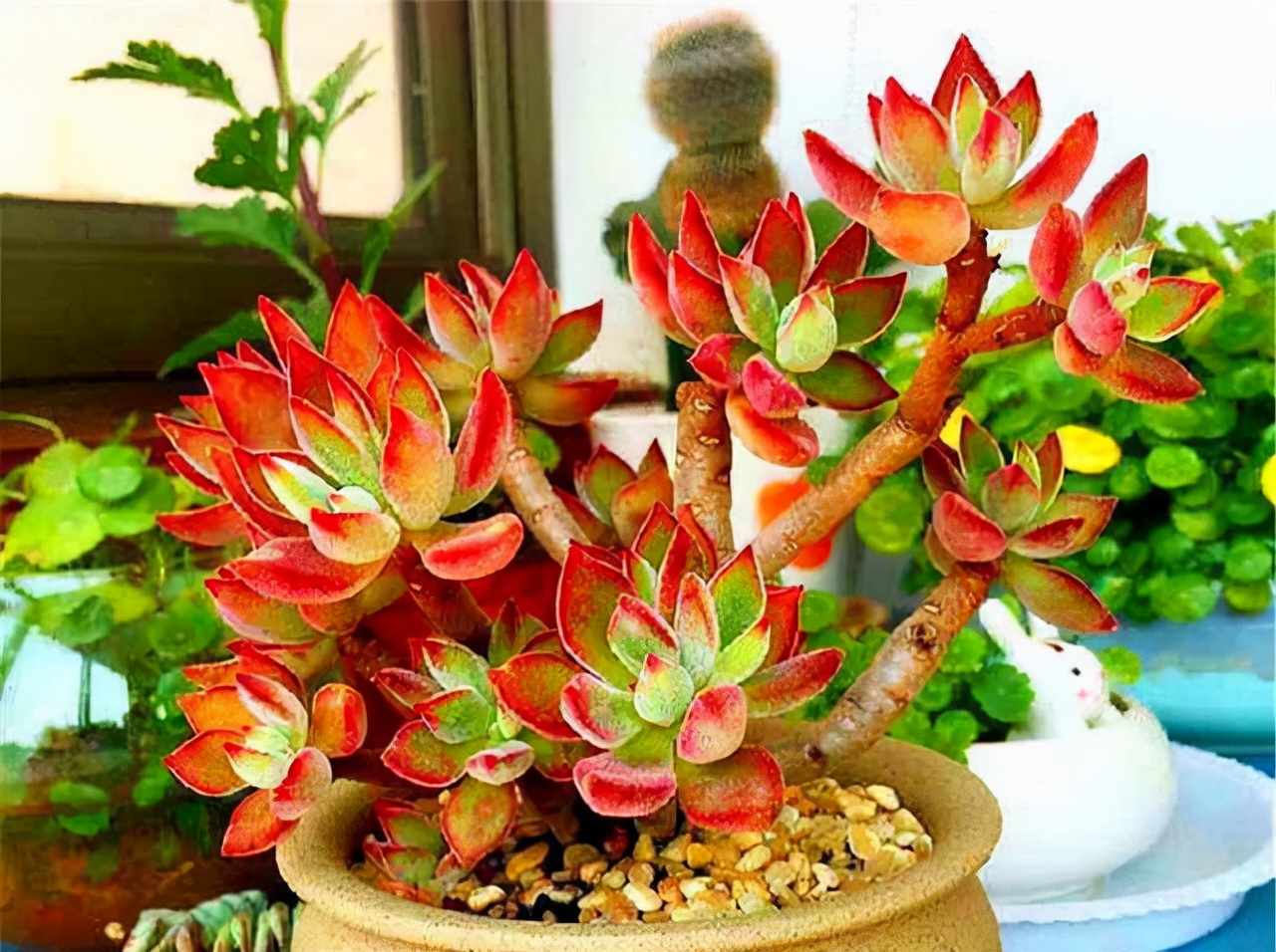他养多肉10多年,总结出9个易出“高价老桩”的品种,适合新手