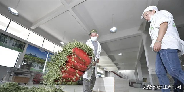 茶写佳话,潜心种茶写佳话