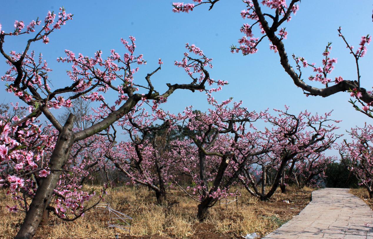 沱江桃花在哪里,沱江赏桃花