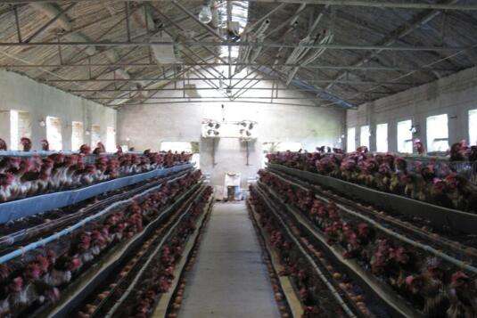 家养鸡冬天鸡舍如何保温,鸡舍温度多少度才需要降温