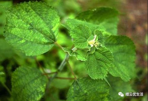 壶镇最大的工厂,壶镇工厂