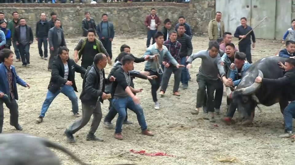 贵州苗乡斗牛视频大全,水打坪乡村斗牛