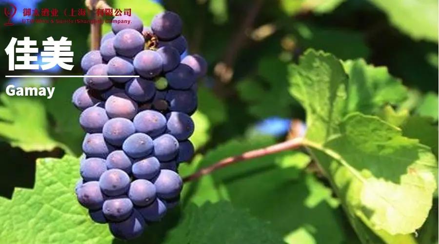 世界葡萄品种最甜十大排名榜,世界十大葡萄酒葡萄品种介绍