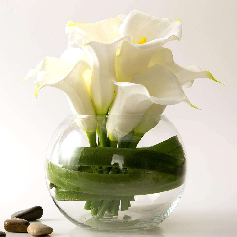 马蹄莲盆栽大花朵,马蹄莲花漂亮