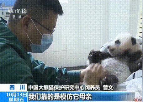 如何整治猫咪乱拉屎,怎么解决猫咪乱拉大小便