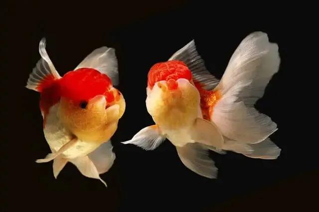 鱼缸养金鱼不死的小窍门,养金鱼的小窍门简单有效