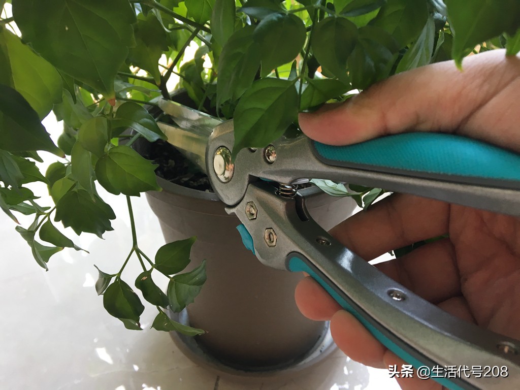 花盆里长蘑菇是好事还是坏事,花盆土里长蘑菇是好是坏