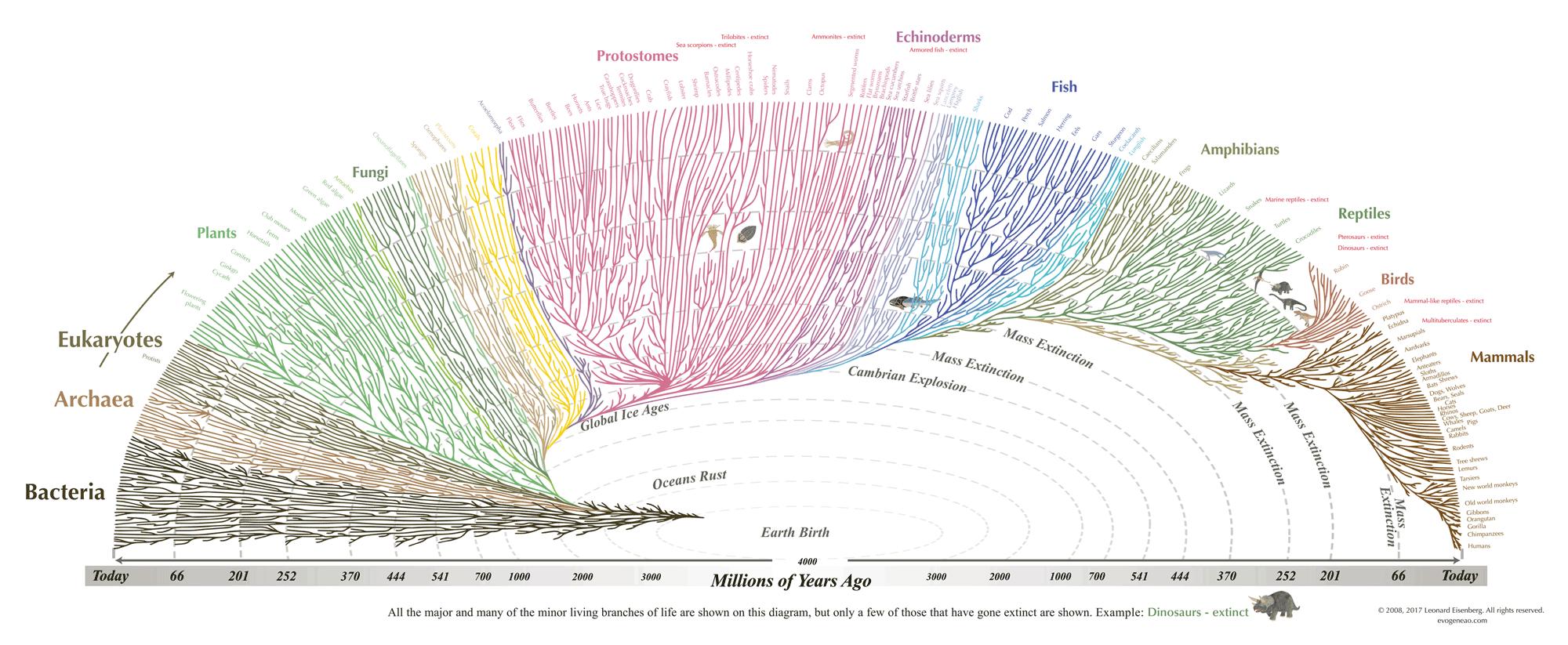 雌鲨鱼的繁殖方式,鲨鱼无性生殖
