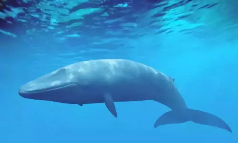 世界十大不寻常宠物,全球最稀有的宠物