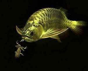 黄色的小型观赏鱼品种,黄色的观赏鱼鲤鱼