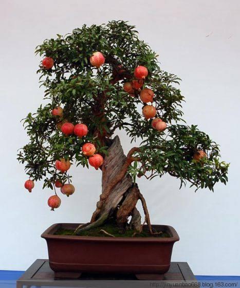 容易养的观叶盆栽,哪些阳台盆栽观花观叶也观果