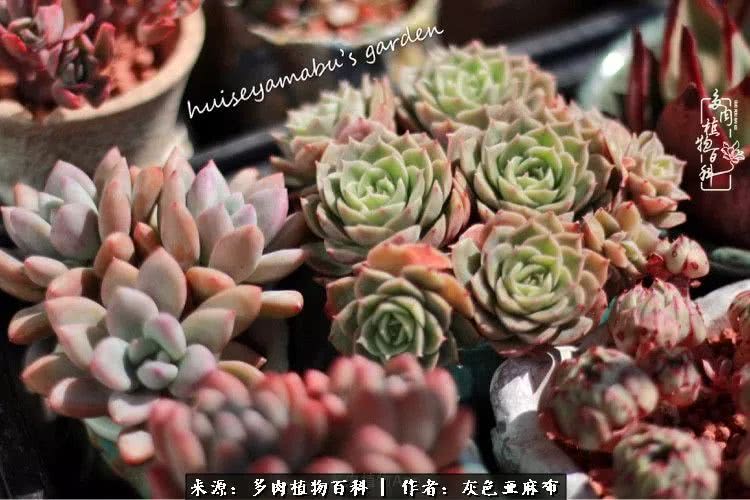 许我向你看,许我向你看演唱