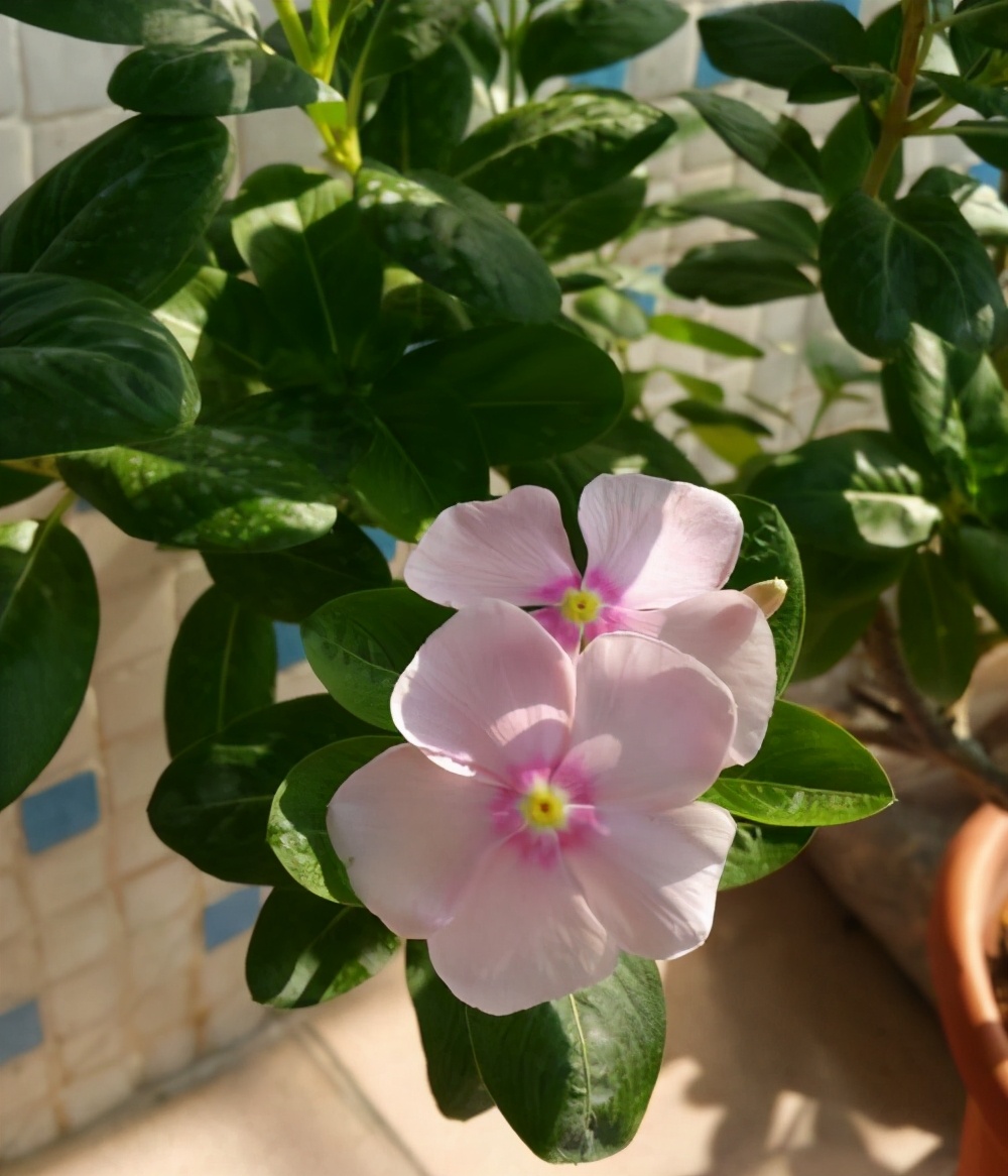 养长春花注意几点细节全年开花,长春花花期需要施肥吗施什么肥好