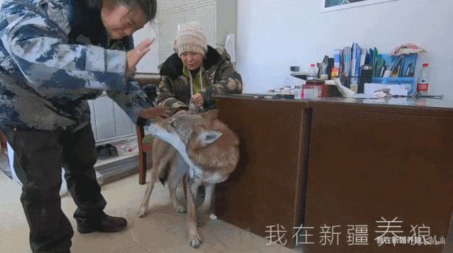 这位“女汉子”在*疆新**，把狼养成了哈士奇，就是经常揍狼的那个