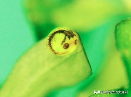 金鱼卵的孵化水温度多少度最佳,金鱼卵孵化出小金鱼咋养