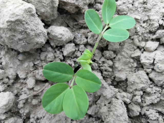 种植花生前怎么浇水,种植花生施底肥方法