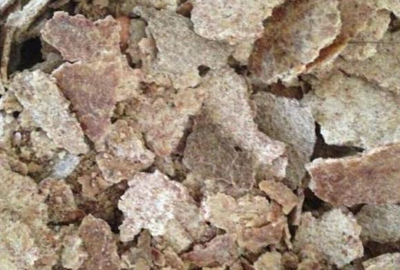 怕烂根的植物怎么养,怕旱的盆栽植物怎么养