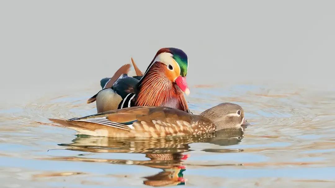 诗圣杜甫最经典的十首诗,杜甫40首诗每首是经典