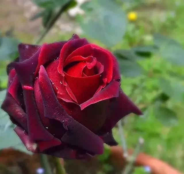 每天学习一点点各种花代表的花语,每天学习一朵花知识