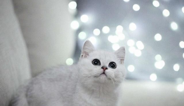 英国短毛猫的种类特别多，哪种是你的心头爱？最爱橘色“金胖子”