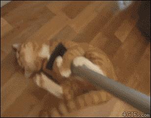 在荒郊野岭汽车没油了,飞机撞鸟灾难视频