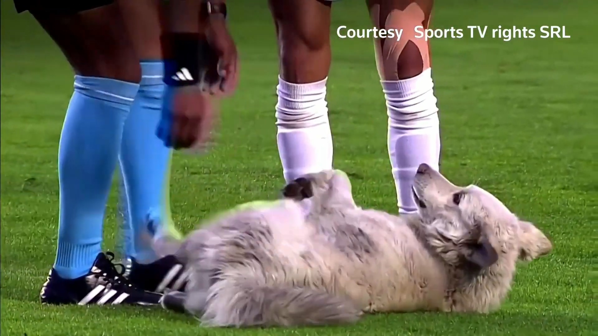 娴佹氮鐙楄鍏ヨ繍鍔ㄤ細,娴佹氮鐙楅棷鍏ヨ冻鐞冨満