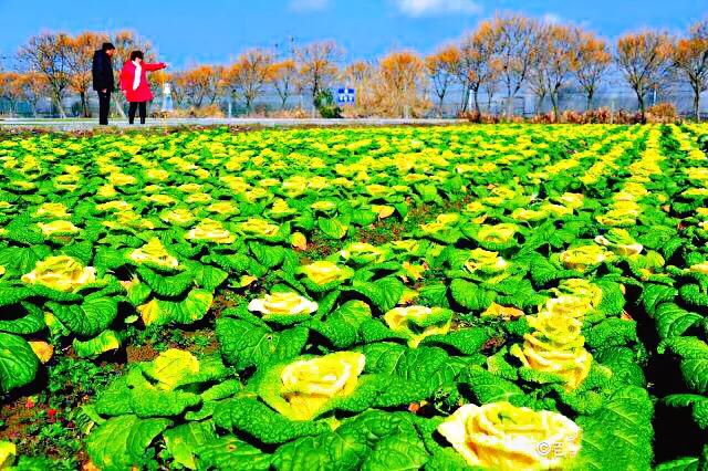 红玫瑰白菜,玫瑰花一样的白菜