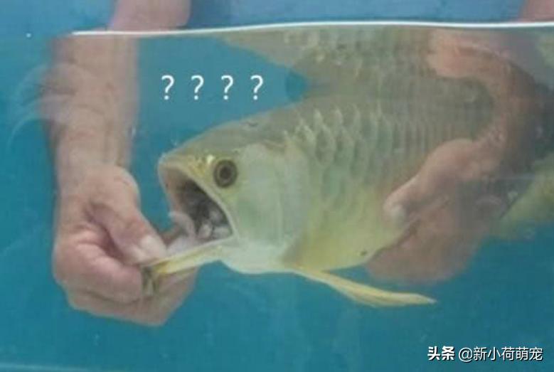 金龙鱼两天不吃食能下青霉素吗,金龙鱼不吃不喝能活多久