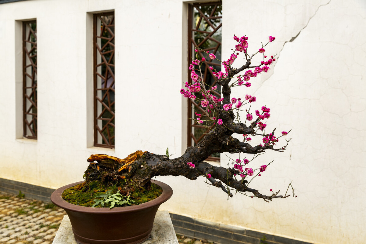 红梅修剪时间和方法,红梅花谢后怎样修剪