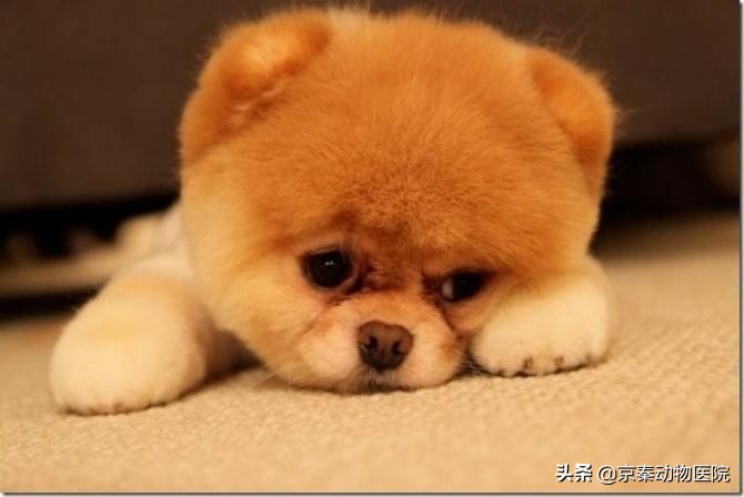 狗狗为什么抗拒洗澡,主人用这些方法,让它爱上洗澡