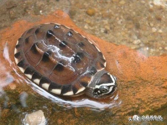 对于喂龟的宠物小零食,你是怎么看待的?
