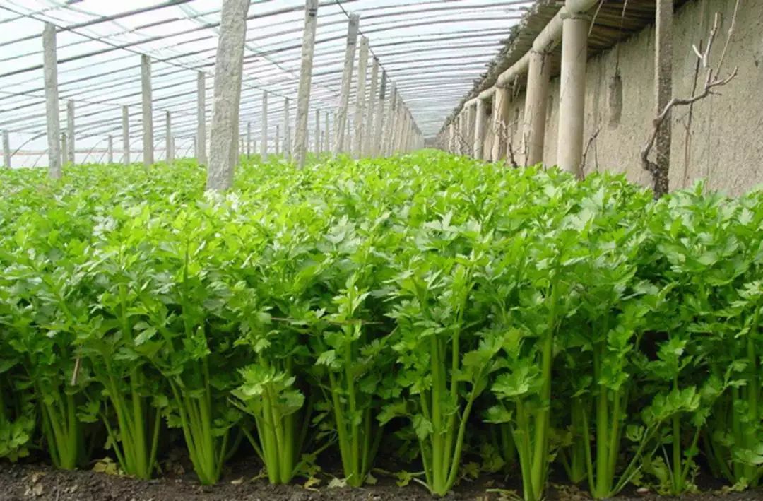 夫妻俩吃剩菜住进icu,夫妻吃小龙虾进icu