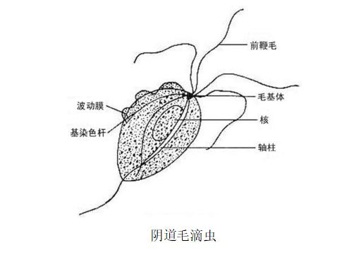 远离妇科炎症的最佳方法,吃什么食物远离妇科炎症