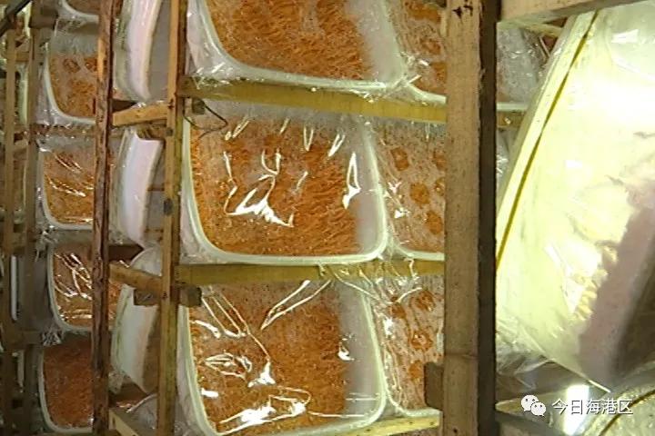 走向我们的小康生活|中心庄村:北虫草“循环种植”助农增收