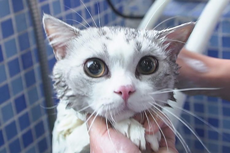 给猫猫洗澡需要注意什么,如何快速给猫猫洗澡