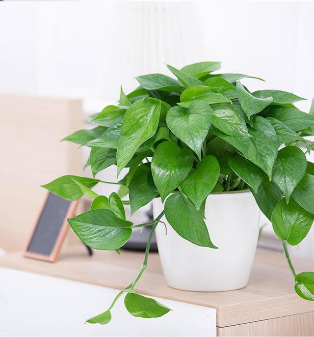 绿萝太长有什么讲究,绿萝长10米怎么处理最好