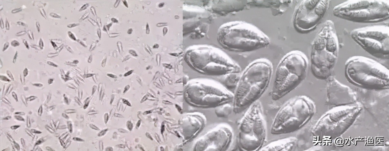 养殖鱼常见体外寄生虫,23种鱼类寄生虫图片库