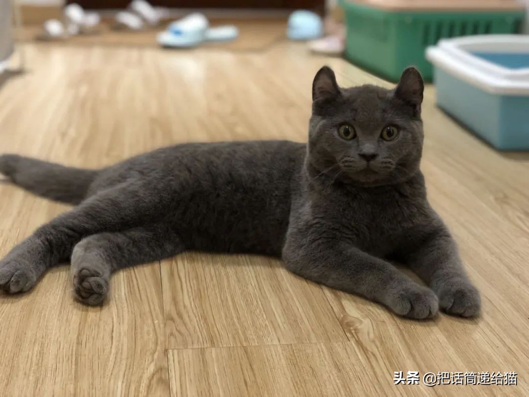 兔耳朵猫：我那么努力，就是为了能跟你永远在一起