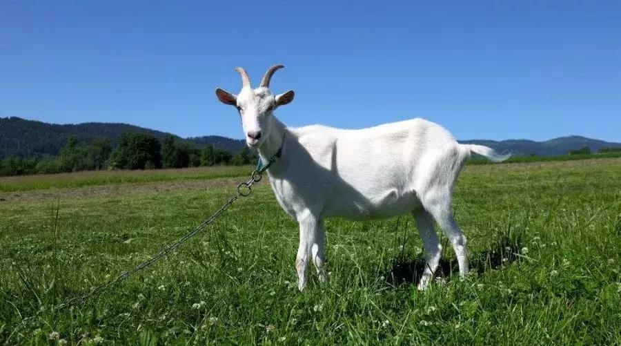 纺织常用原料,纺织常用的原料